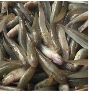 Dorgi Fish ( দর্গি  মাছ )
